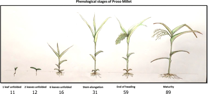 Phenological Stages Of Proso Millet Panicum Miliaceum L Encoded In Bbch Scale Springerlink