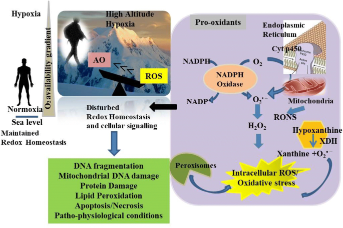 Frontiers  Impact of High-Altitude Hypoxia on Bone Defect Repair