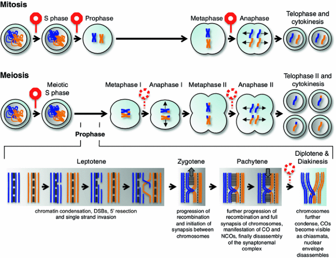 Control of the meiotic cell division program in plants | SpringerLink