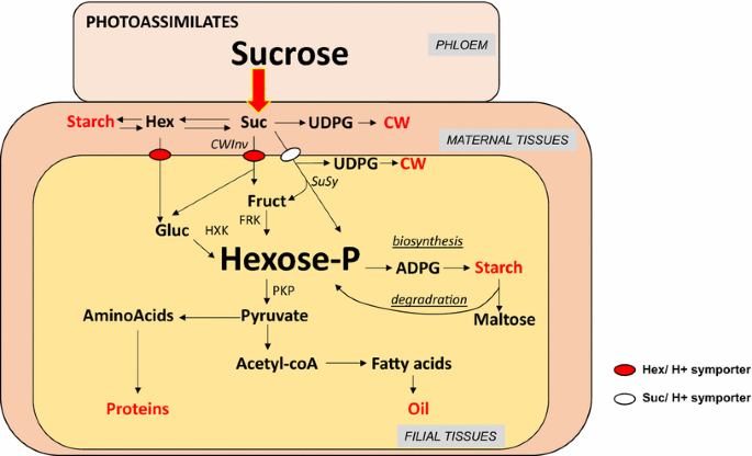 Carbohydrate Reserves And Seed Development An Overview Springerlink Carbohydrate Reserves And Seed Development An Overview Springerlink