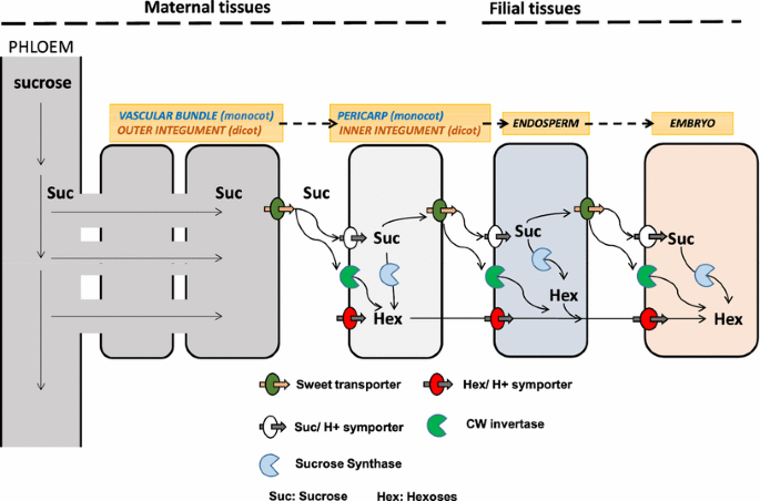 Carbohydrate Reserves And Seed Development An Overview Springerlink