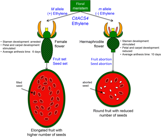 The Sex Determining Gene Citacs4 Is A Pleiotropic Regulator Of Flower And Fruit Development In Watermelon Citrullus Lanatus Springerlink
