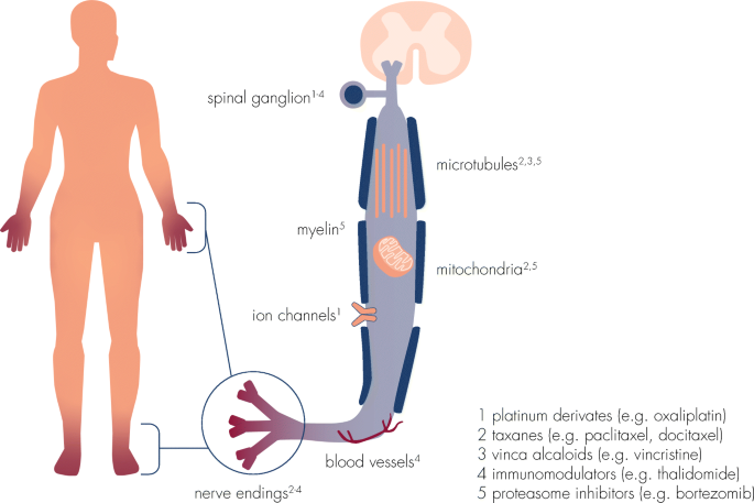 Chemotherapy-Induced Peripheral Neuropathy (Cipn): Current Therapies And  Topical Treatment Option With High-Concentration Capsaicin | Springerlink