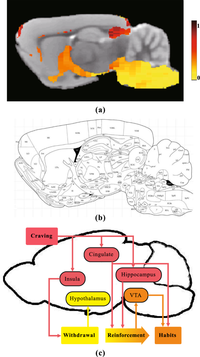 Region-Specific Effects of Nicotine on Brain Activity: A Pharmacological  MRI Study in the Drug-Naïve Rat