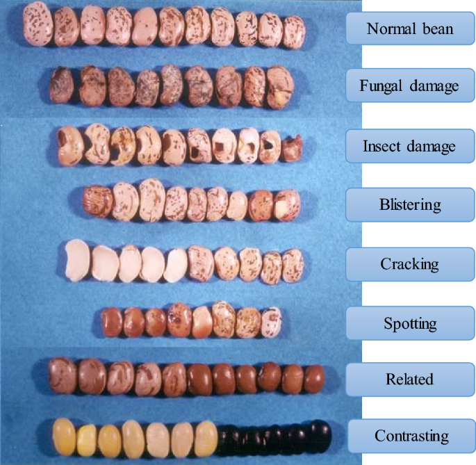 Contrasting bean analysis system based on YOLOv5 and a neural network ...