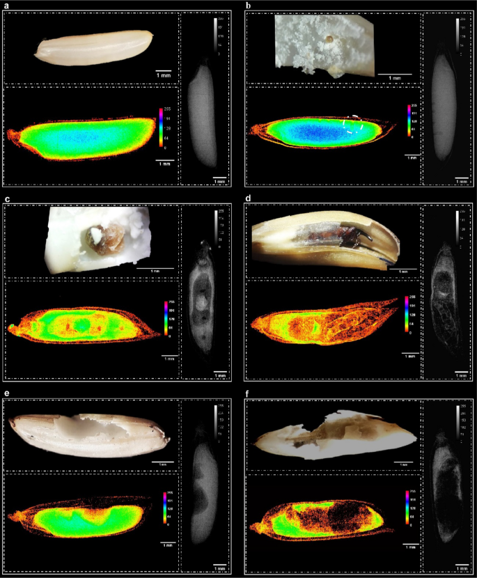 Infested Rice Seeds Potential analysis of radiographic images to determine infestation of ...
