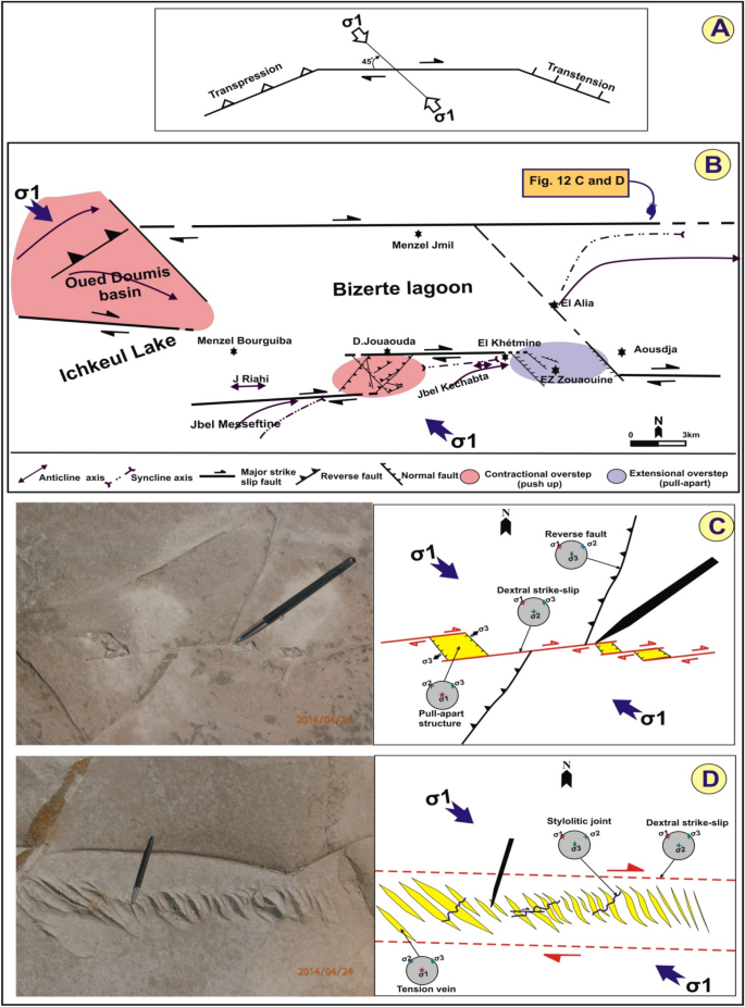 Neogene basin of Northern Tunisia: new evidence of graben structures along  E–W shear zone and geodynamic implications | SpringerLink