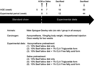Conjugated linoleic acid suppresses colon carcinogenesis in  azoxymethane-pretreated rats with long-term feeding of diet containing beef  tallow | SpringerLink