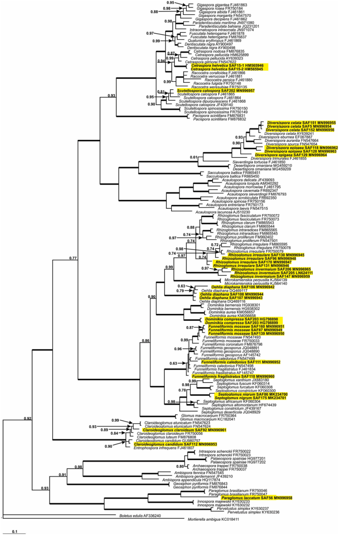 Ancient lineages of arbuscular mycorrhizal fungi provide little ...