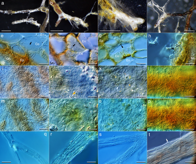 In vitro host relationships of ectomycorrhizal Tricholoma kakishimeji ...