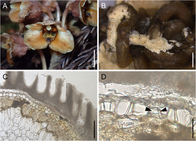 Integrated peloton and fruiting body isotope data shed light on ...