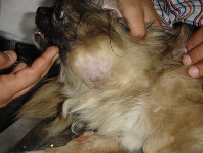 Squamous Cell Carcinoma Of The Larynx In A Pekingese Dog Springerlink