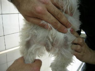 Estrogen Related Alopecia Due To Polycystic Ovaries In A Terrier Dog Springerlink