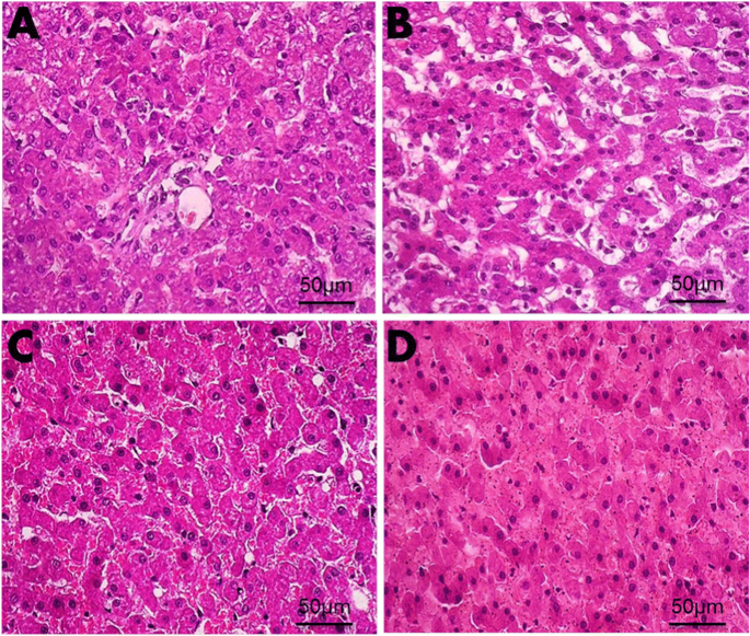 Early postmortem biochemical and histopathological changes in the kidney,  liver, and muscles of dogs | SpringerLink