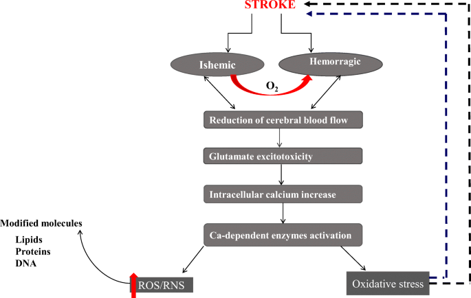 Oxidative stress and stroke: a review of upstream and downstream  antioxidant therapeutic options | SpringerLink
