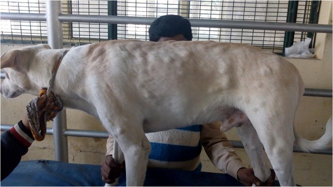 Medical Management Of Phimosis Associated With Generalized Sticker S Sarcoma In An Intact Mongrel Dog Springerlink