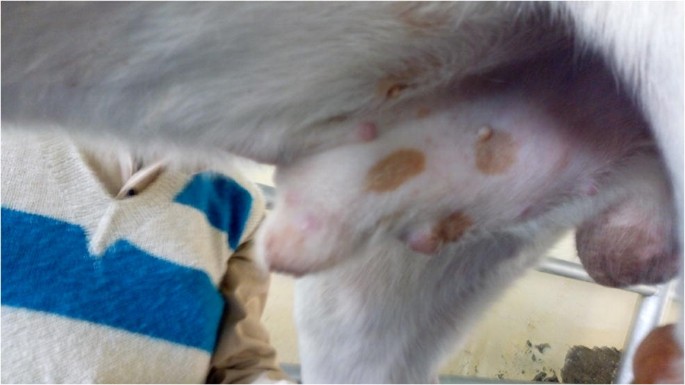 Medical Management Of Phimosis Associated With Generalized Sticker S Sarcoma In An Intact Mongrel Dog Springerlink