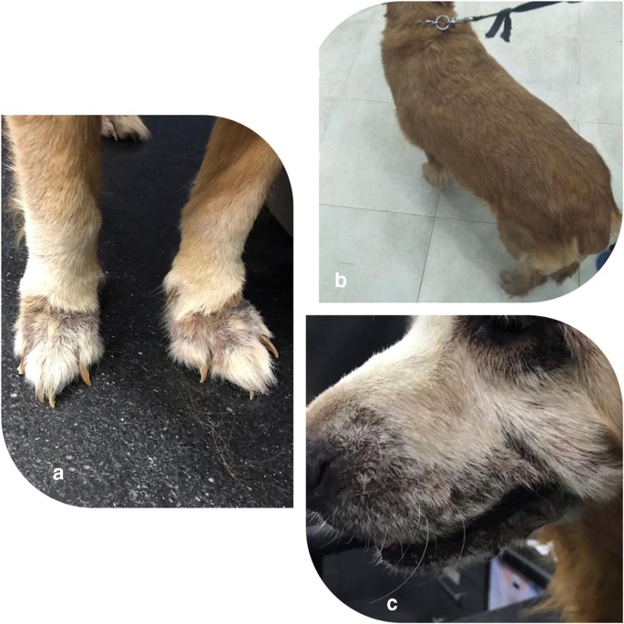 Oxidative Biomarkers And Lipid Alterations In Euthyroid And Hypothyroid Dogs Springerlink