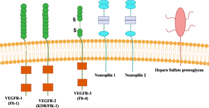 Review the less explored correlation of VEGF signaling pathway with ...