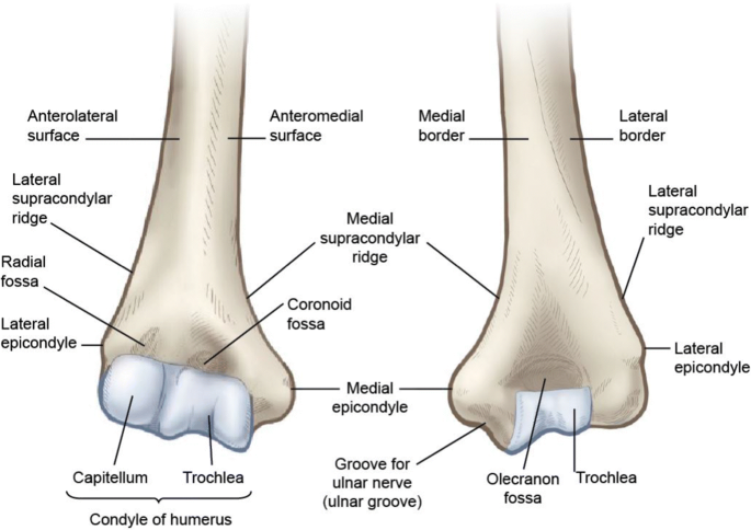 distal humerus anatomy