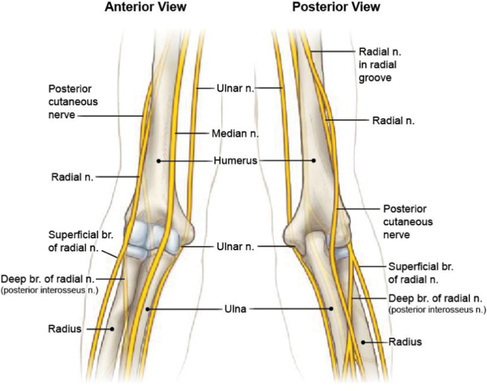 distal humerus anatomy boala articulațiilor genunchiului și tratamentul acestora