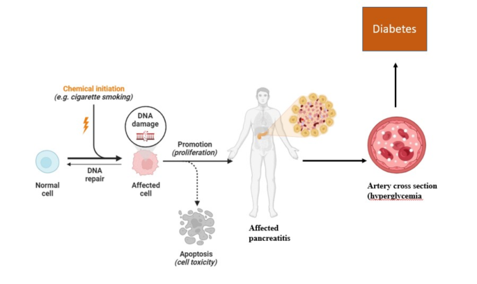 tobacco use and diabetes A comprehensive review: role of smokeless tobacco consumption as a risk  factor for diabetes mellitus | Acta Diabetologica
