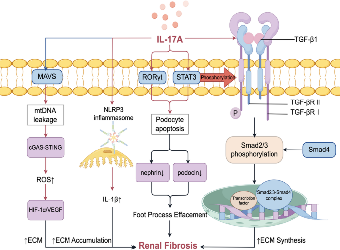 Interleukin-17 A and diabetic kidney disease: emerging evidence on its ...