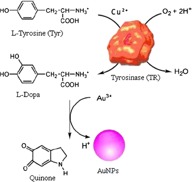 dihexa tyrosine oxidation Colorimetric and visual detection of tyrosine based on its copper-catalyzed enzymatic oxidation to dopamine and subsequent reductive formation of colored gold nanoparticles using copper ions | Microchimica Acta dihexa tyrosine oxidation Colorimetric and visual detection of tyrosine based on its copper-catalyzed enzymatic oxidation to dopamine and subsequent reductive formation of colored gold nanoparticles using copper ions | Microchimica Acta