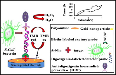 Voltammetric Determination Of The Escherichia Coli Dna Using A Screen Printed Carbon Electrode Modified With Polyaniline And Gold Nanoparticles Springerlink Voltammetric Determination Of The Escherichia Coli Dna Using A Screen Printed Carbon Electrode Modified With Polyaniline And Gold Nanoparticles Springerlink