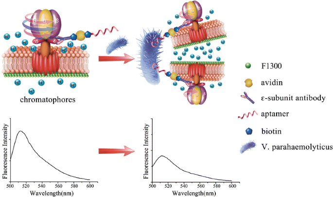 Fluorometric determination of Vibrio parahaemolyticus using an  F0F1-ATPase-based aptamer and labeled chromatophores | SpringerLink