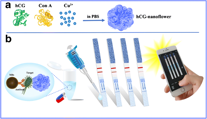 Pregnancy Test Elisa