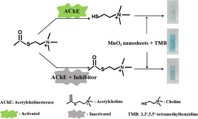 dtnb ellman cholinesterase glutathione Reaction of (GSH) with Ellman's reagent/ Chemical mechanism of Ellman's method