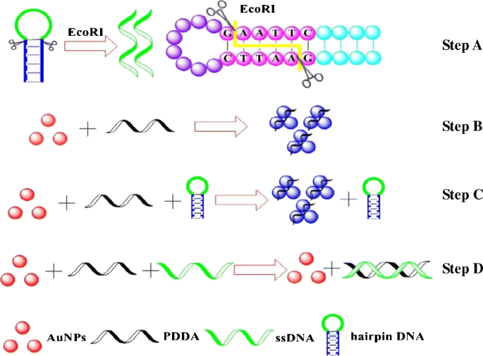 A Hairpin Type Dna Probe For Direct Colorimetric Detection Of Endonuclease Activity And Inhibition Based On The Deaggregation Of Gold Nanoparticles Springerlink