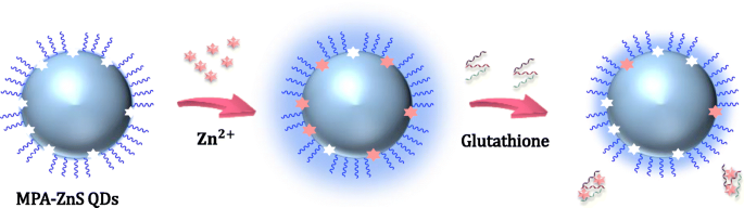 ZnS quantum dots surface-loaded with zinc(II) ions as a viable fluorescent probe for glutathione | Microchimica Acta | Springer Nature Link ZnS quantum dots surface-loaded with zinc(II) ions as a viable fluorescent probe for glutathione | Microchimica Acta | Springer Nature Link