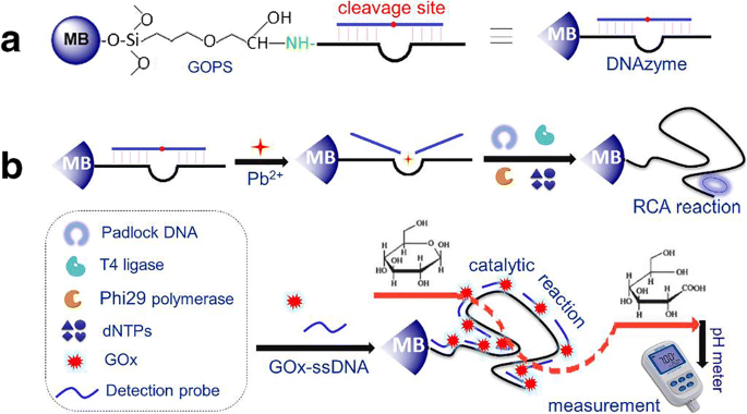 Metal Ion Induced Dnazyme On Magnetic Beads For Detection Of Lead Ii By Using Rolling Circle Amplification Glucose Oxidase And Readout Of Ph Changes Springerlink