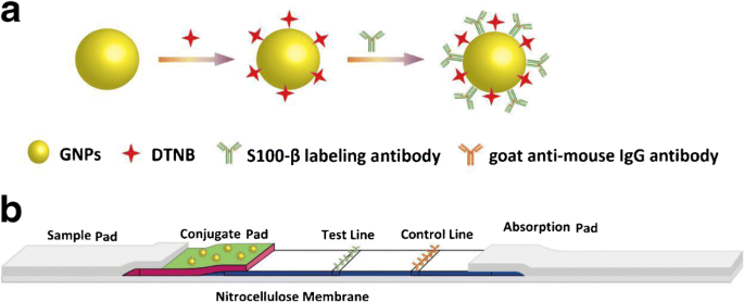 Lateral Flow Assay for Salmonella Detection and Potential Reagents -  IntechOpen