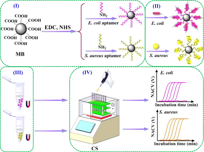 Conductometric Sensor For Viable Escherichia Coli And Staphylococcus Aureus Based On Magnetic Analyte Separation Via Aptamer Springerlink