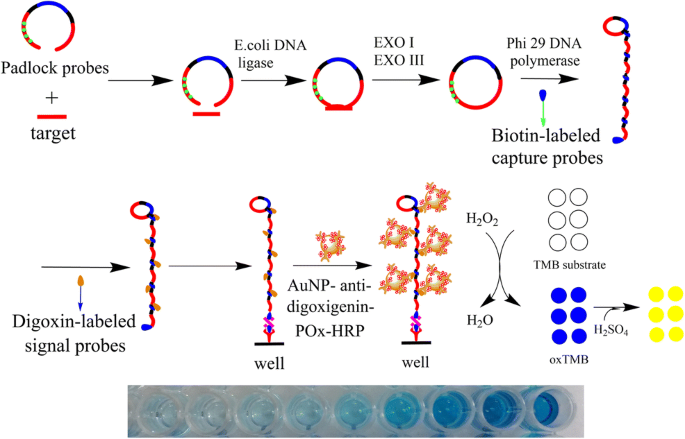 Rolling circle amplification based colorimetric determination of  Staphylococcus aureus | SpringerLink