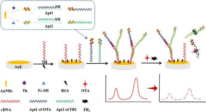 Simultaneous Electrochemical Determination Of Ochratoxin A And Fumonisin B1 With An Aptasensor Based On The Use Of A Y Shaped Dna Structure On Gold Nanorods Springerlink