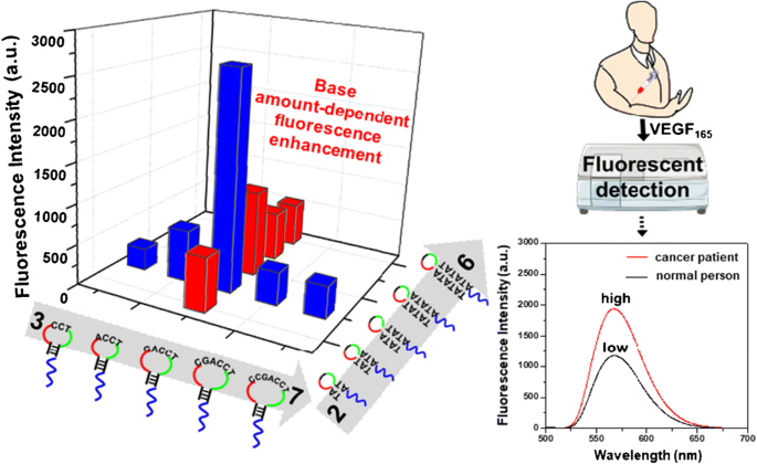 Base Amount Dependent Fluorescence Enhancement For The Assay Of Vascular Endothelial Growth Factor 165 In Human Serum Using Hairpin Dna Silver Nanoclusters And Oxidized Carbon Nanoparticles Springerlink Base Amount Dependent Fluorescence Enhancement For The Assay Of Vascular Endothelial Growth Factor 165 In Human Serum Using Hairpin Dna Silver Nanoclusters And Oxidized Carbon Nanoparticles Springerlink
