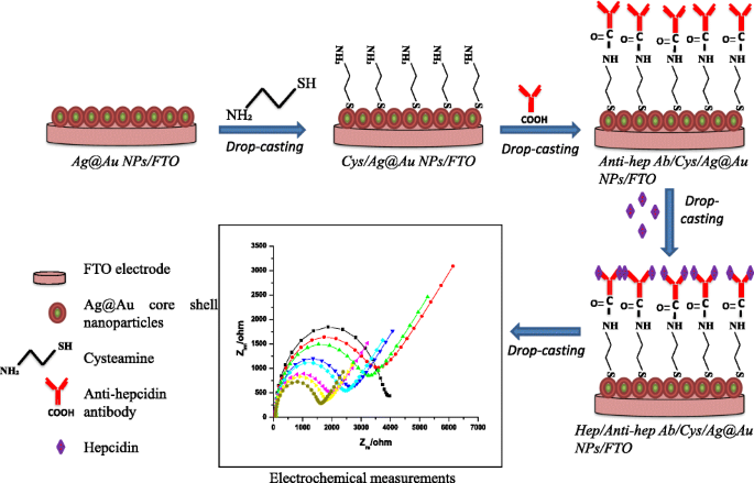 Gold Silver Core Shell Nanoparticle Based Impedimetric Immunosensor For Detection Of Iron Homeostasis Biomarker Hepcidin Springerlink