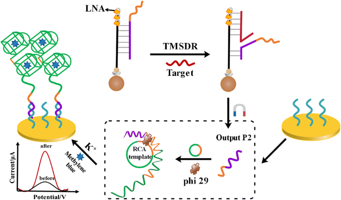 Strand Displacement Triggered G Quadruplex Rolling Circle Amplification Strategy For The Ultra Sensitive Electrochemical Sensing Of Exosomal Micrornas Springerlink