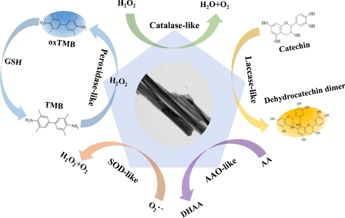 Determination of catechin and glutathione using copper aspartate nanofibers with multiple enzyme-like activities | Microchimica Acta