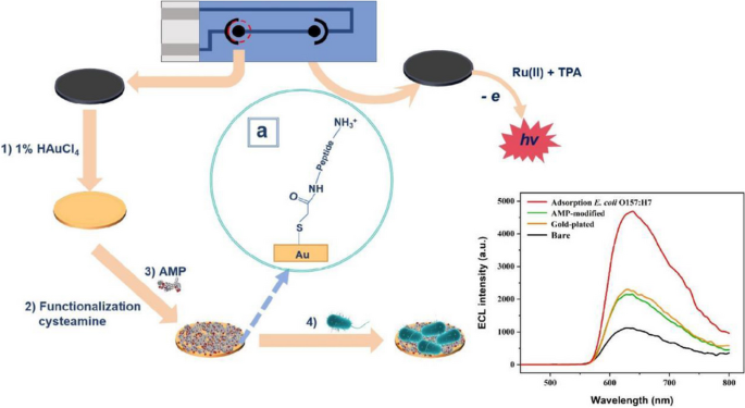 Detection of pathogenic gram-negative bacteria using an antimicrobial ...