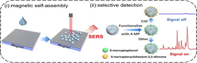 Magnetic nanoparticle SERS sensor for rapid and selective detection of ...