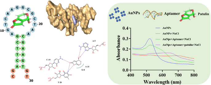 Comparative aptamer screening for patulin and the development of ...