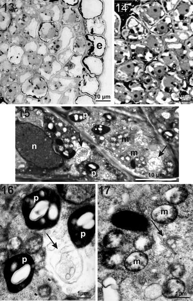 Flower Nectary Structure In Cornus Alba L Springerlink