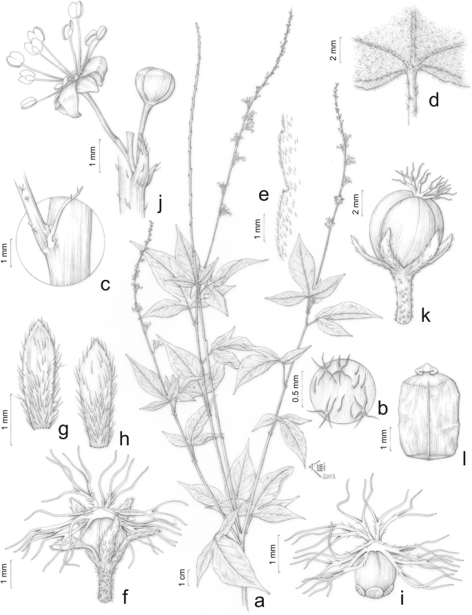 Sida spinosa detail - FSUS