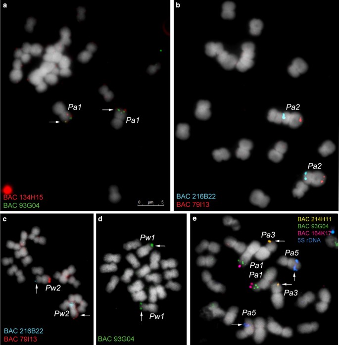 PDF) Comparative karyotype analysis of three Passiflora L. species and  cytogenetic characterization of somatic hybrids