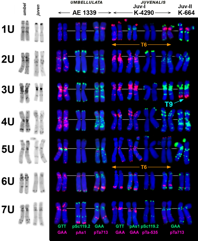 A New Insight On The Evolution Of Polyploid Aegilops Species From The Complex Crassa Molecular Cytogenetic Analysis Springerlink A New Insight On The Evolution Of Polyploid Aegilops Species From The Complex Crassa Molecular Cytogenetic Analysis Springerlink